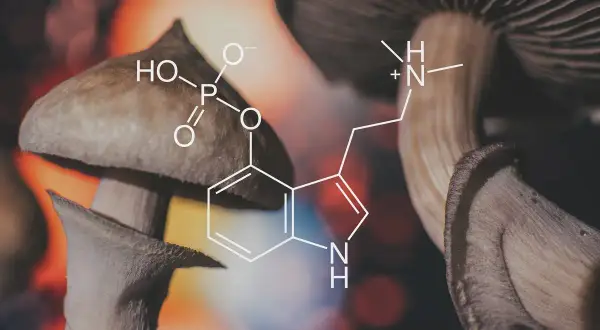 Grzyby halucynogenne z nałożonym wzorem chemicznym psylocybiny.