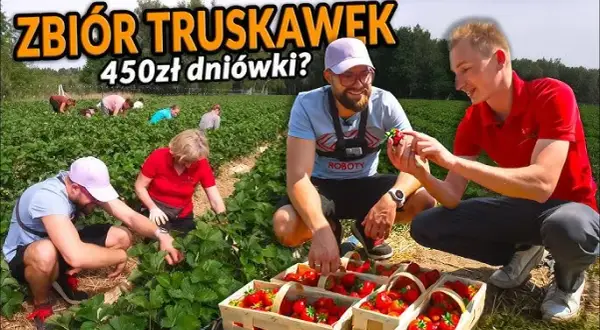 Ile można zarobić na truskawkach w Holandii? Zaskakujące stawki!