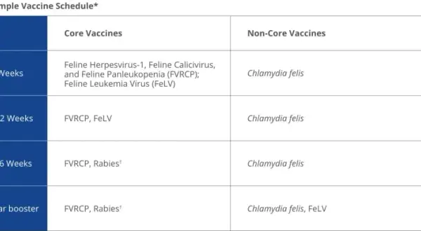 Table showing an example vaccine schedule for cats, detailing core vaccines like FVRCP and FeLV at different ages, from kittens to one-year boosters.