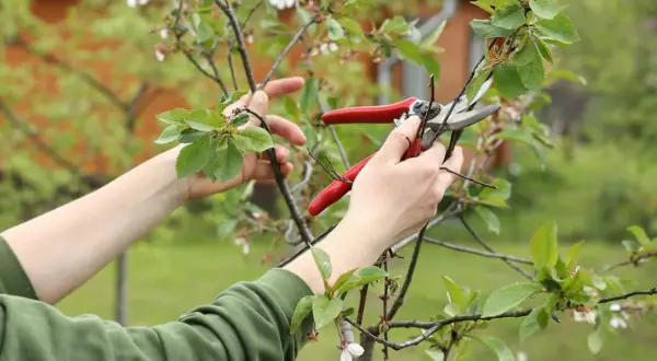 Hände mit roter Gartenschere schneiden Zweige eines jungen Kirschbaums. Der richtige Schnitt ist wichtig für das gesunde Wachstum.