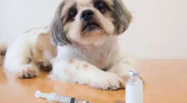 Ein süßer Hund liegt neben einer Spritze und einer Ampulle. Mögliche Diabetes Hund Symptome können hier behandelt werden.