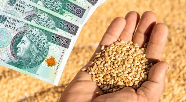 Dłonie trzymające ziarno pszenicy obok banknotów 100 zł. Symbol wsparcia dla rolników i dopłat do zboża.