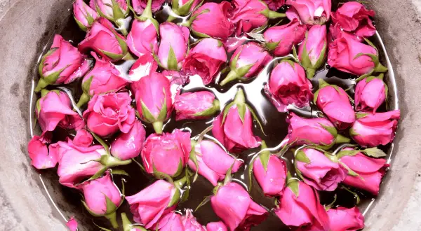 Viele pinke Rosenknospen schwimmen in Wasser. Ein Schritt, um rosenwasser selber machen.