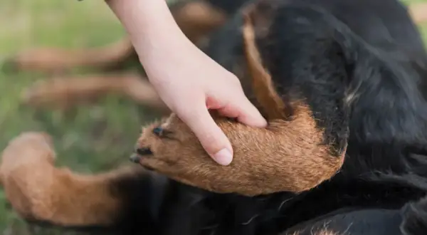 Ein Hund hebt seine Pfote, als ob er humpelt. Eine Hand streichelt sanft sein Fell.