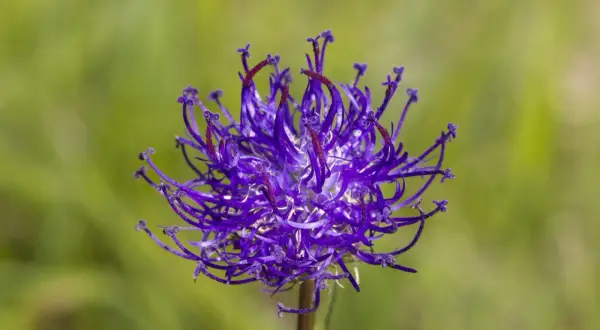 Lila Blüte der Teufelskralle, die bei Arthrose Linderung verspricht.