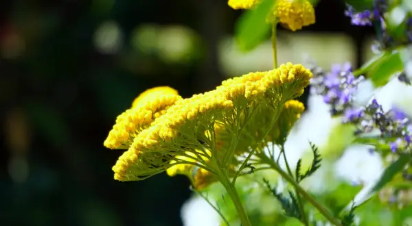 Gelbe Schafgarbe blüht, bekannt für ihre Wirkung auf Haare. Zarte Blüten im Sonnenlicht.