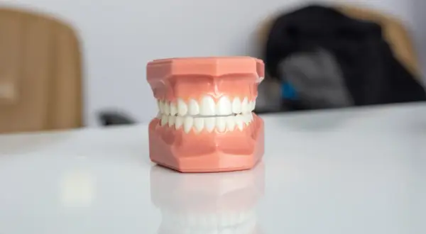 Model szczęki do nauki stomatologii, gotowy do pracy, by pokazać, jak prawidłowo **wax up** modele.