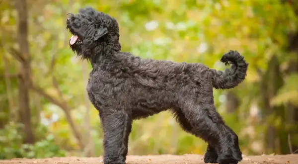 Ein schwarzer russischer Terrier mit lockigem Fell steht im Profil auf sandigem Boden. Sein Maul ist leicht geöffnet, die Zunge hängt heraus.