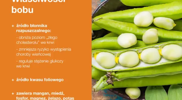 Zielone strąki bobu, z których wysypują się białe ziarna. Bób pieczony to zdrowe źródło błonnika i kwasu foliowego.