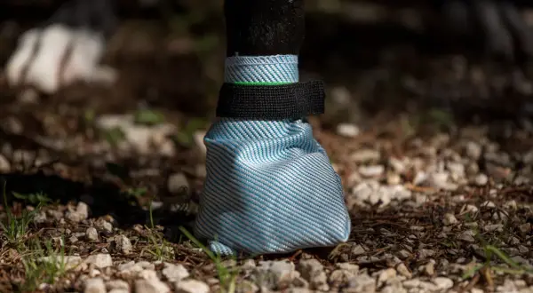 Une chaussure chien bleue et blanche protège la patte d'un chien sur un sol caillouteux.