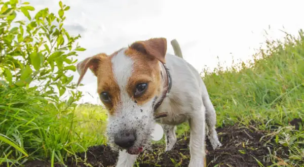 Piesek Jack Russell Terrier z nosem w ziemi, jakby szukał skarbu. Jego pica jest widoczna na pyszczku.