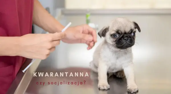 Mały mopsik na stole weterynaryjnym, obok dłoni trzymającej strzykawkę. Tekst: "Kwarantanna czy socjalizacja?".