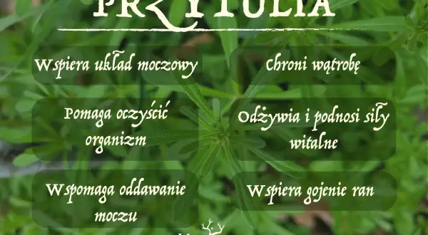 Przytulia czepna właściwości: wspiera układ moczowy, oczyszcza organizm, wspomaga oddawanie moczu, chroni wątrobę, odżywia i podnosi siły witalne, wspiera gojenie ran.