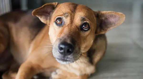 Ein brauner Hund liegt auf dem Boden, sein Blick ist nach oben gerichtet. Er scheint zu zittern, vielleicht weil er Angst hat oder weil er beim Einatmen zittert.