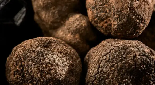 Tartufi neri, tesori della terra umbra, pronti a deliziare i palati più esigenti.