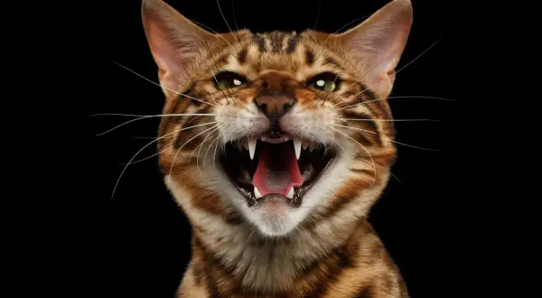 A Bengal cat hisses, showing sharp teeth and a pink tongue. This is why do cats hiss: a warning when they feel threatened or scared.