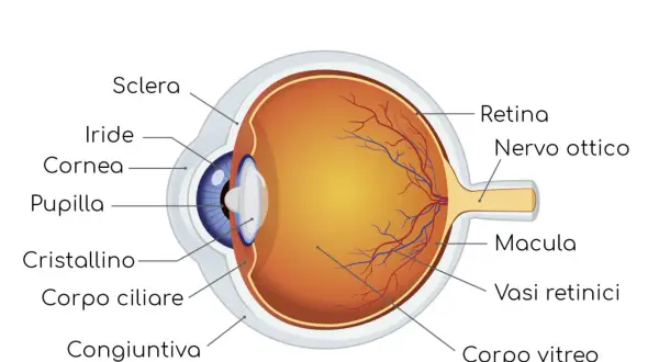 Sezione anatomica dell'occhio, evidenzia il nervo ottico. Informazioni sui rimedi per il nervo ottico danneggiato.