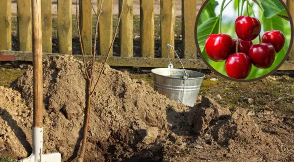 Sadzenie młodej czereśni. Wokół dołu z ziemią stoją łopata i wiadro. W okręgu wiszą dojrzałe czereśnie, symbol przyszłych owoców.
