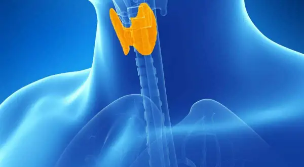 Gekleurde anatomische weergave van de schildklier, die een rol speelt bij subklinische hypothyreoïdie ervaringen.