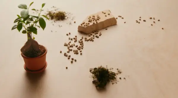 Kleiner Baum in Topf, daneben Kaffeebohnen und Moos. Die **Ginseng Wirkung Haut** ist bekannt für ihre verjüngenden Eigenschaften.