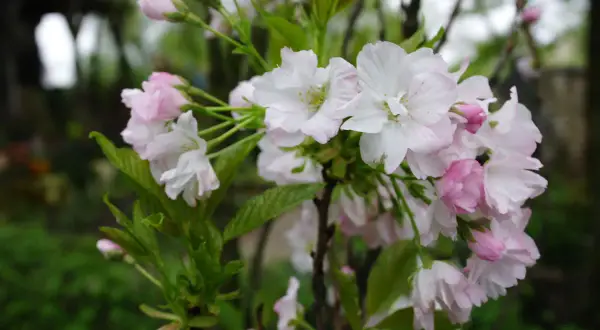 Delikatne, biało-różowe kwiaty wiśni Prunus serrulata 'Amanogawa' rozkwitają na gałęziach, tworząc wiosenny obraz.
