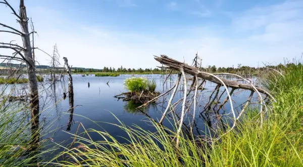 Totes Holz ragt aus dem dunklen Wasser des Wurzacher Rieds. Gräser säumen das Ufer unter blauem Himmel.