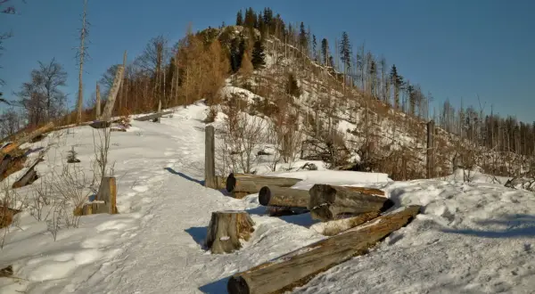 Zimowy szlak na Nosal, pokryty śniegiem, z powalonymi pniami drzew i widokiem na ośnieżone zbocze.