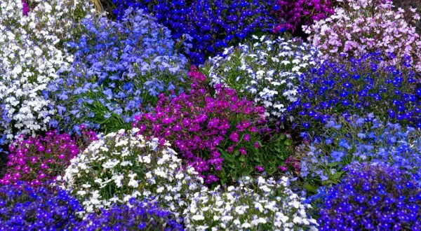Lobelia z czym łączyć? W tej kompozycji pięknie prezentuje się z innymi odmianami lobelii w odcieniach bieli, fioletu i różnych niebieskości.