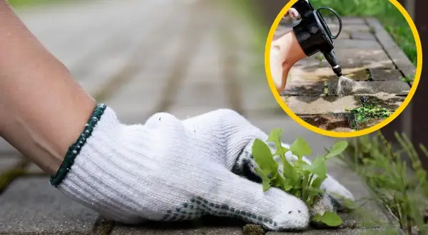 Ręka w rękawiczce usuwa chwasty z kostki brukowej. W kółku widać opryskiwanie chwastów herbicydem.