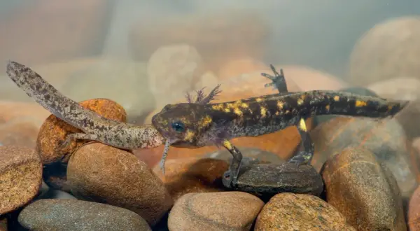 Deux bébés salamandres d'eau, l'un avec des branchies plumeuses, explorent un lit de galets sous l'eau.