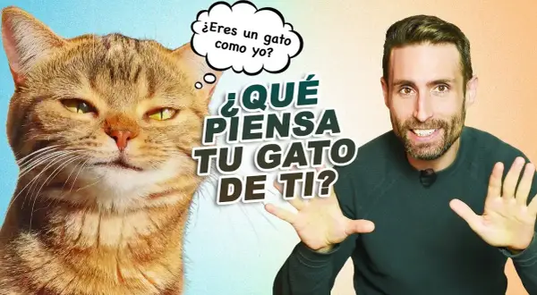 Qué piensan los gatos sobre nosotros y su relación con los humanos
