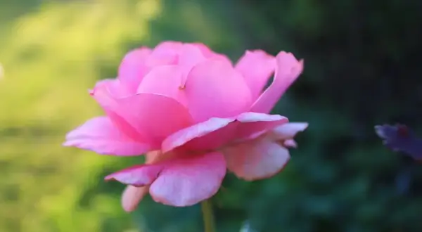 En vacker, ljusrosa ros blommar i trädgården. Dess mjuka kronblad verkar nästan som sammet, och den påminner om de remonterande rosor som blommar om och om igen under sommaren.