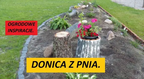 Stary pień? Zrób z niego kwietnik! Poradnik DIY krok po kroku