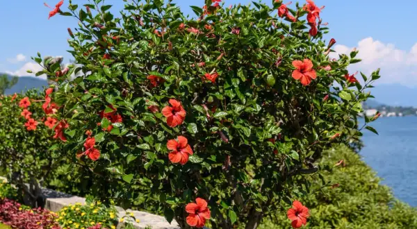 Krzew hibiskusa z licznymi czerwonymi kwiatami, piękne odmiany kwitnące nad jeziorem.