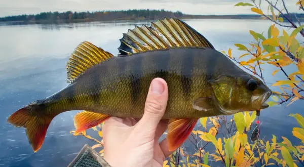 Ein Angler hält einen prächtigen 60 cm Barsch vor einem ruhigen See und herbstlichem Ufer.