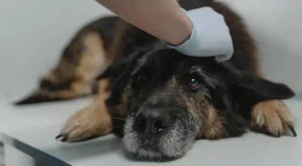 Weterynarz głaszcze psa z objawami dysplazji.