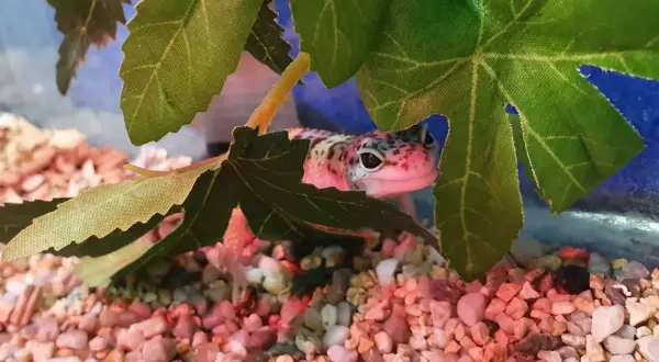 Jakie wymiary terrarium dla gekona lamparciego zapewnią mu zdrowie?