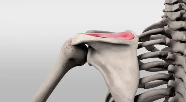 Schulterknochen mit hervorgehobenem musculus supraspinatus, der für die Armhebung wichtig ist.