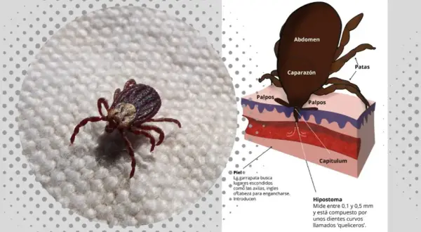 A qué temperatura mueren las garrapatas en la lavadora y cómo prevenir infestaciones