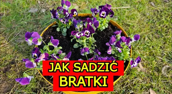 Jak uprawiać bratki: proste sposoby na piękne i zdrowe kwiaty