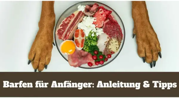Barf für Hunde: Eine Schüssel mit rohem Fleisch, Gemüse, Eiern und Beeren, flankiert von Hundepfoten.
