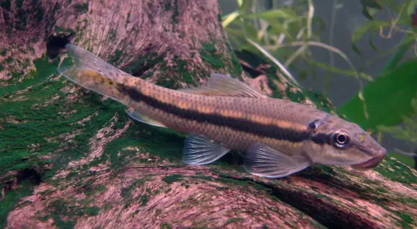 Un poisson mangeur d'algues filamenteuses, avec une bande sombre sur le flanc, se repose sur une branche recouverte de mousse verte.