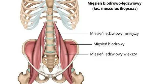 Anatomia mięśnia biodrowo-lędźwiowego, pokazująca jego połączenie z kręgosłupem i miednicą.