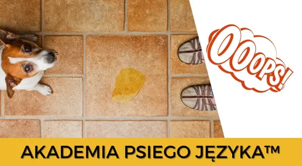 Szczeniak sika co 10 minut? Poznaj przyczyny i skuteczne porady.