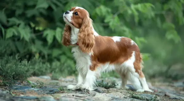 Cavalier King Charles Spaniel o łagodnym charakterze, z rudymi i białymi znaczeniami, stoi na kamienistej ścieżce wśród zieleni.