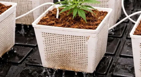 Piantina in vaso con substrato di cocco, acqua che gocciola da un sistema idroponico.