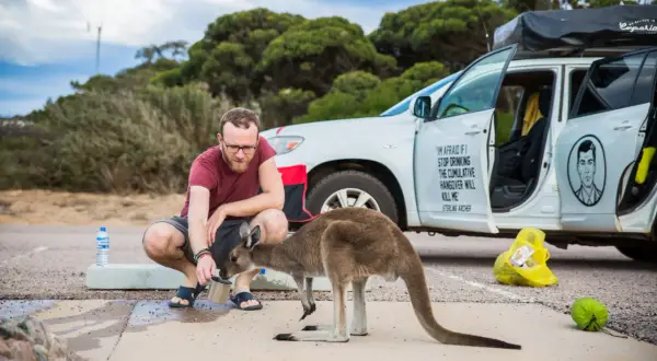 Mężczyzna karmi kangura z kubka. Ciekawe australia! Na samochodzie napis "I'm afraid if I stop drinking the cumulative hangover will kill me".