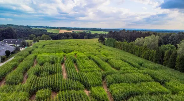 Luftaufnahme des Maislabyrinths in Witzhelden. Grüne Maisfelder schlängeln sich durch die Landschaft unter einem dramatischen Himmel.