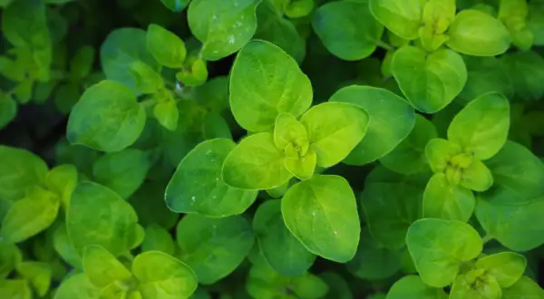 Nahaufnahme von frisch grünen **oregano pflanzen** mit vielen kleinen Blättern, die sich in der Sonne wärmen.