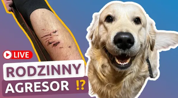 Czy golden retriever niszczy? Oto powody i jak temu zapobiec